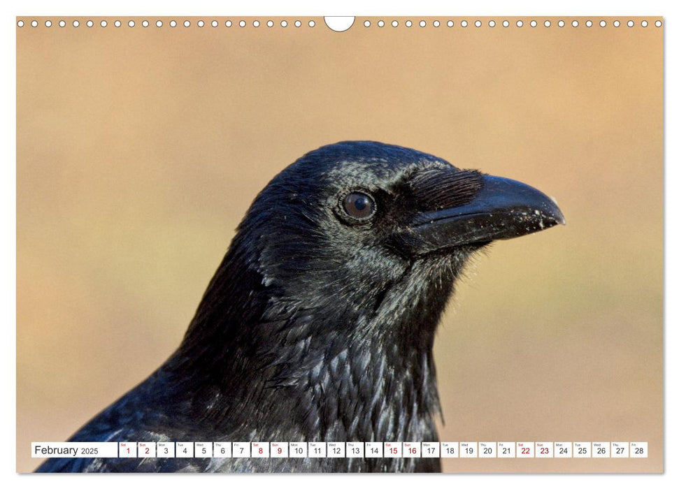 Corvids - Black and Beautiful (CALVENDO Monthly Calendar 2025)