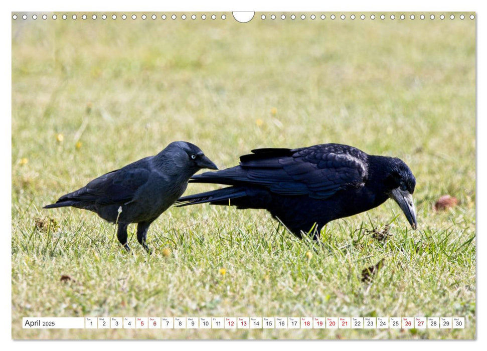 Corvids - Black and Beautiful (CALVENDO Monthly Calendar 2025)