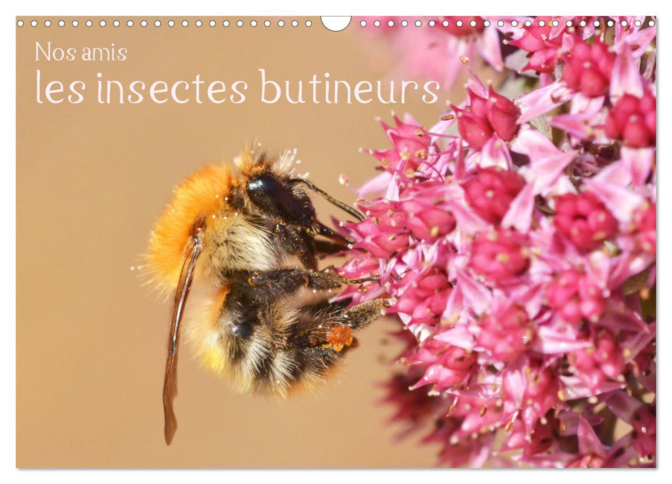 Nos amis, les insectes butineurs (CALVENDO Calendrier mensuel 2025)