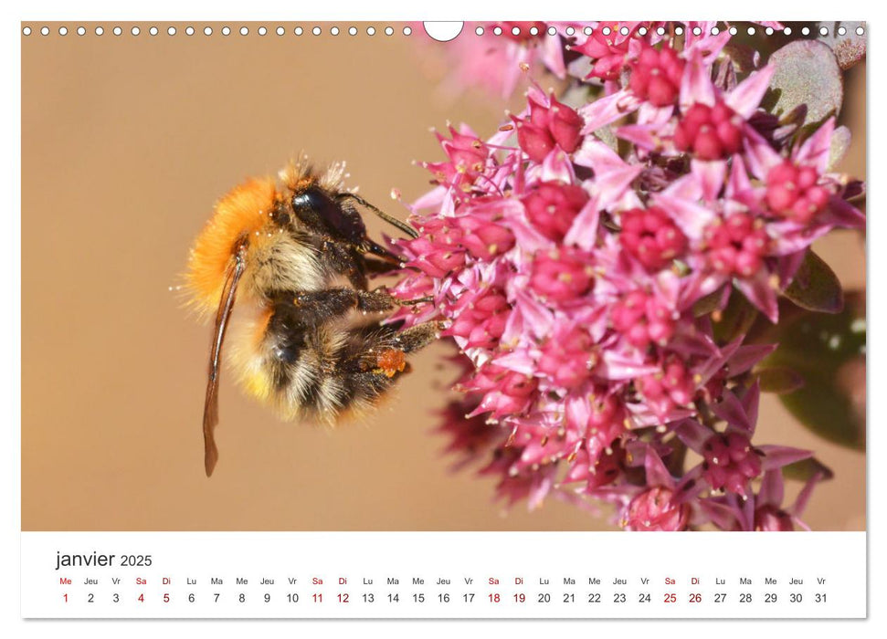 Nos amis, les insectes butineurs (CALVENDO Calendrier mensuel 2025)