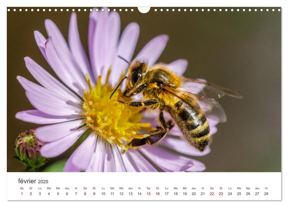 Nos amis, les insectes butineurs (CALVENDO Calendrier mensuel 2025)