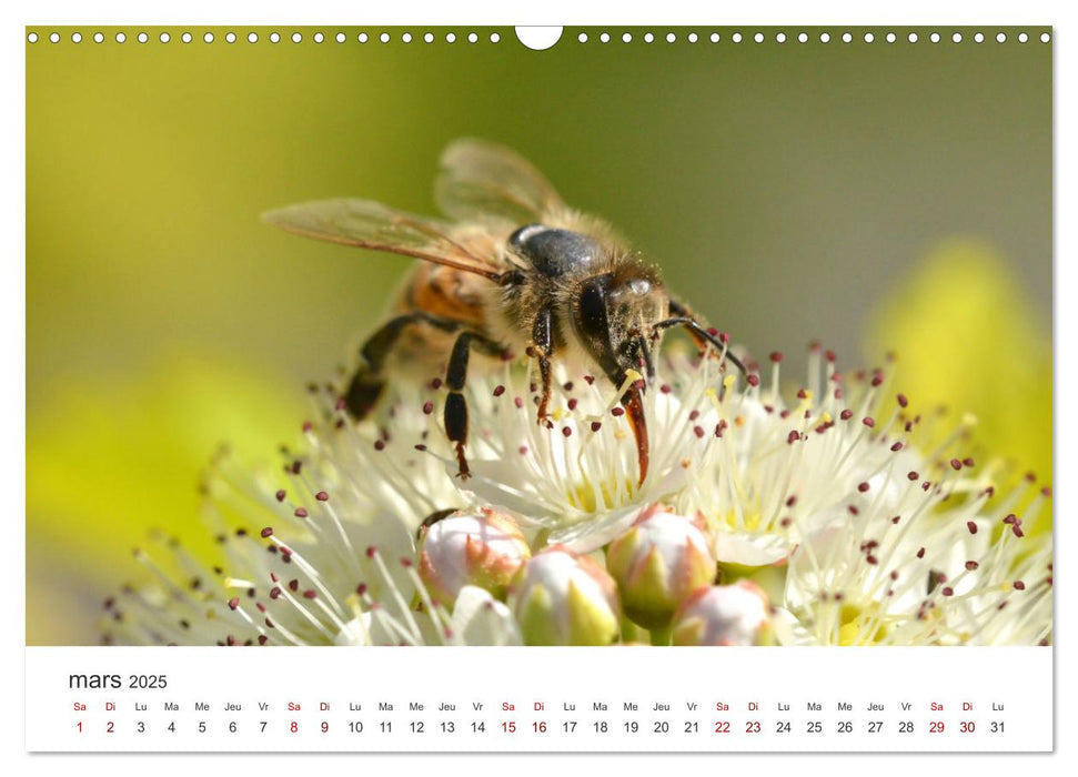 Nos amis, les insectes butineurs (CALVENDO Calendrier mensuel 2025)