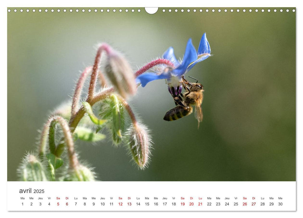 Nos amis, les insectes butineurs (CALVENDO Calendrier mensuel 2025)