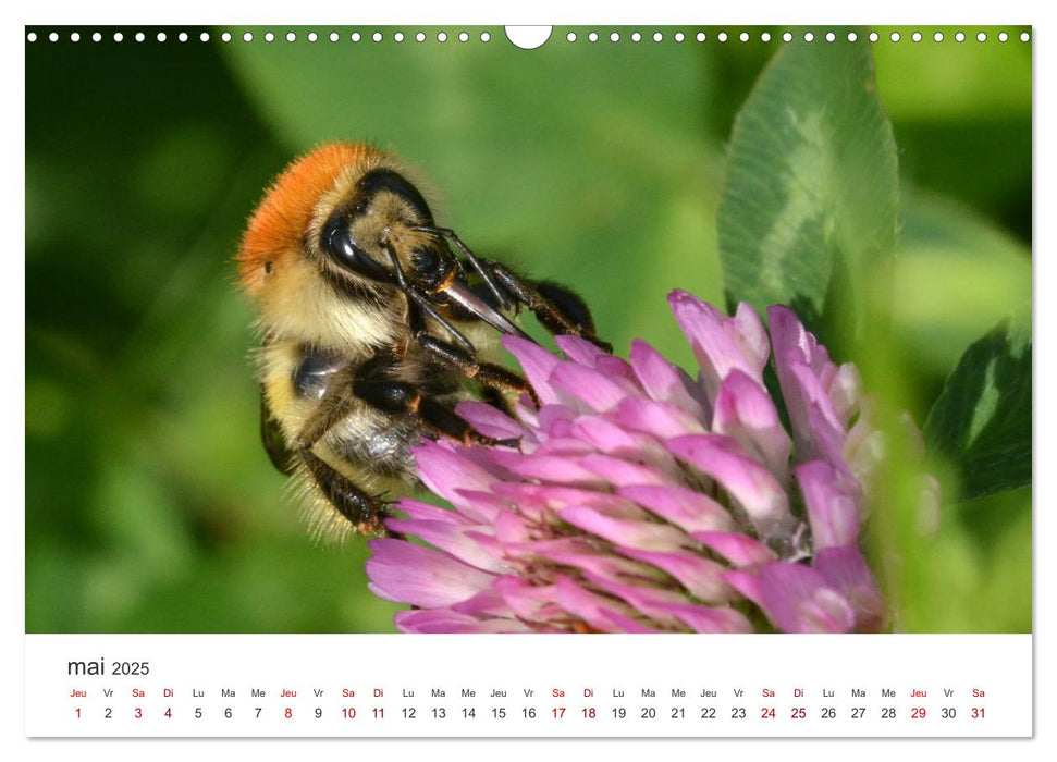 Nos amis, les insectes butineurs (CALVENDO Calendrier mensuel 2025)