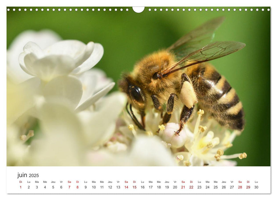 Nos amis, les insectes butineurs (CALVENDO Calendrier mensuel 2025)