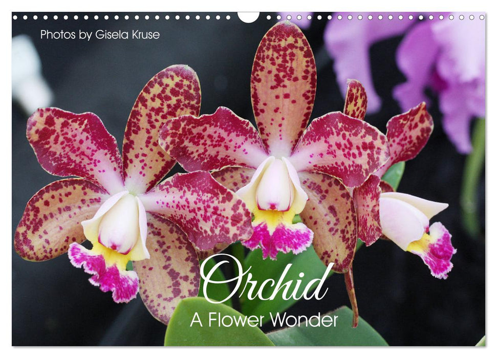 Orchid - A Flower Wonder (CALVENDO Monthly Calendar 2025)