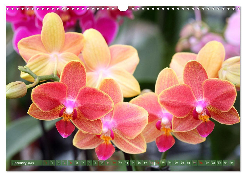 Orchid - A Flower Wonder (CALVENDO Monthly Calendar 2025)