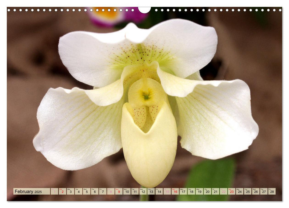 Orchid - A Flower Wonder (CALVENDO Monthly Calendar 2025)