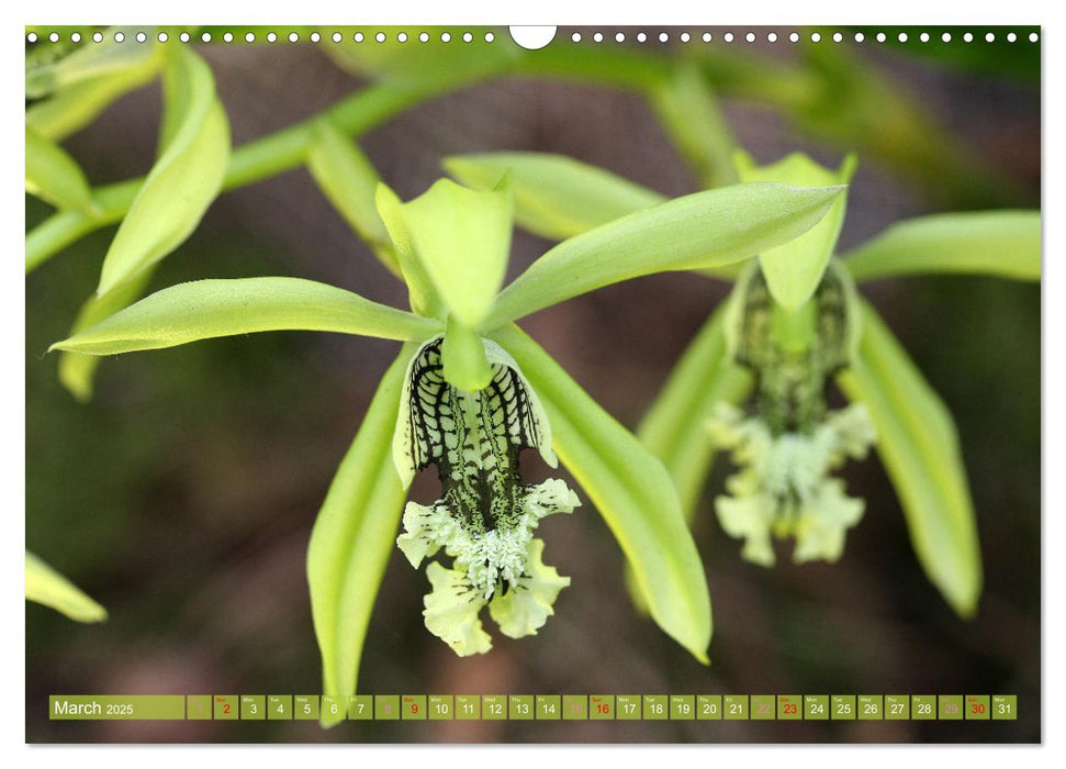 Orchid - A Flower Wonder (CALVENDO Monthly Calendar 2025)