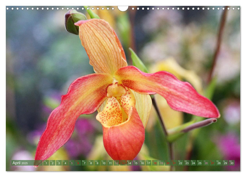 Orchid - A Flower Wonder (CALVENDO Monthly Calendar 2025)