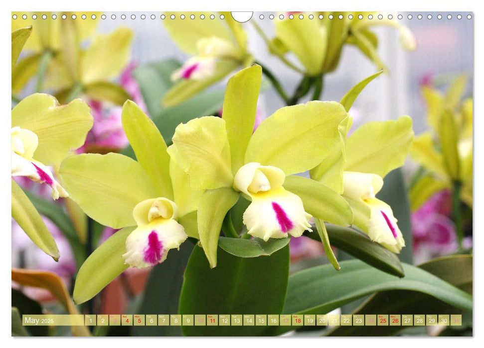 Orchid - A Flower Wonder (CALVENDO Monthly Calendar 2025)