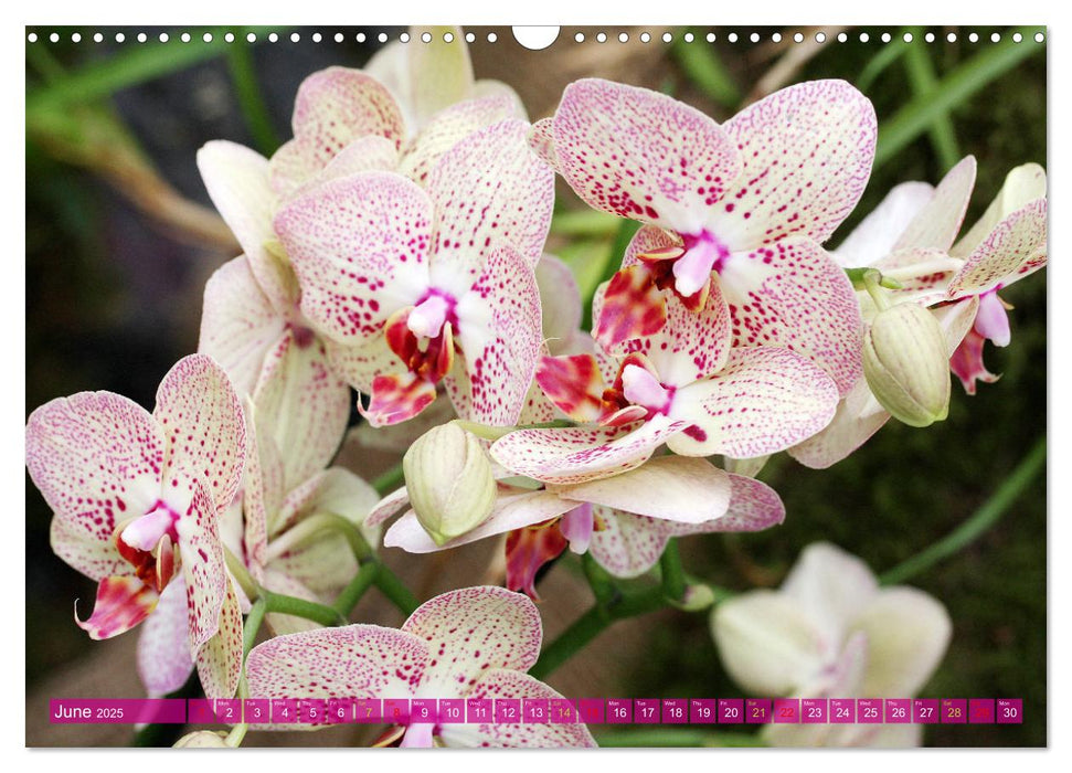 Orchid - A Flower Wonder (CALVENDO Monthly Calendar 2025)