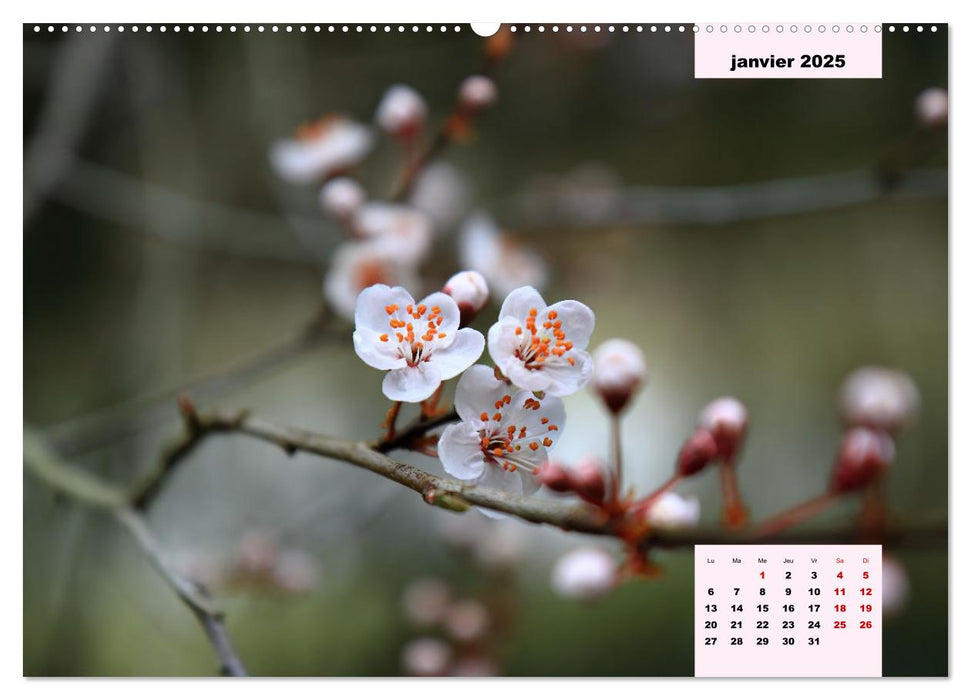 Les messagères du printemps (CALVENDO Calendrier supérieur 2025)