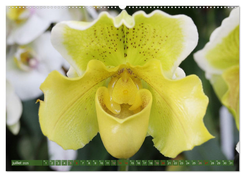 Orchidées merveilleuses (CALVENDO Calendrier supérieur 2025)