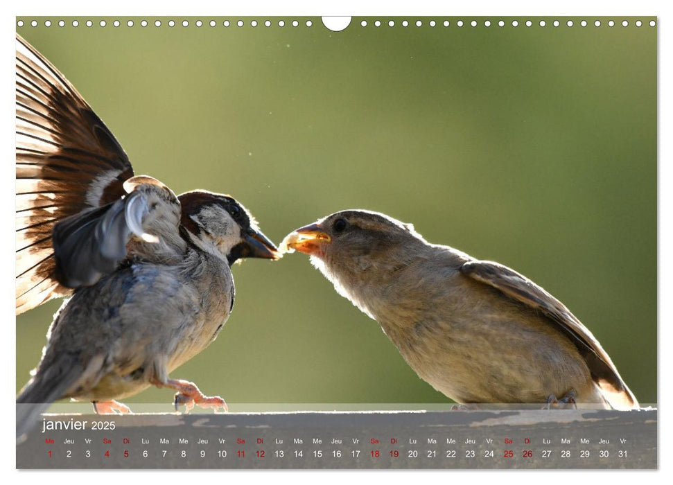 Oiseaux, Papillons et Libellules (CALVENDO Calendrier mensuel 2025)