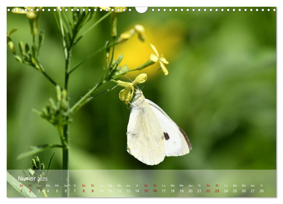 Oiseaux, Papillons et Libellules (CALVENDO Calendrier mensuel 2025)