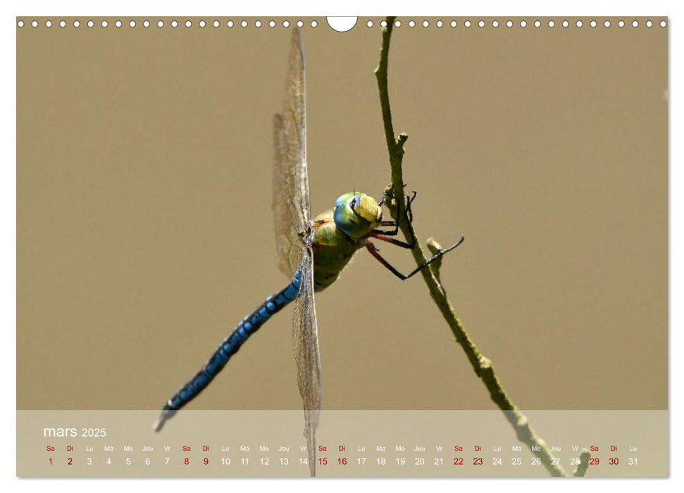 Oiseaux, Papillons et Libellules (CALVENDO Calendrier mensuel 2025)