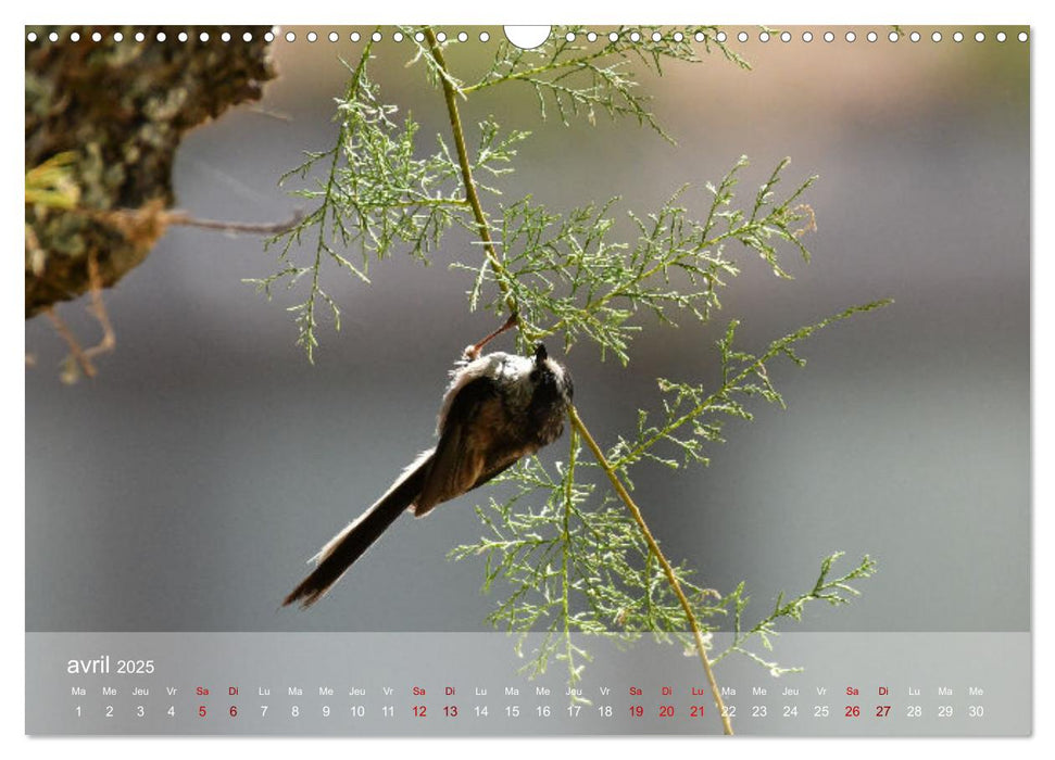 Oiseaux, Papillons et Libellules (CALVENDO Calendrier mensuel 2025)