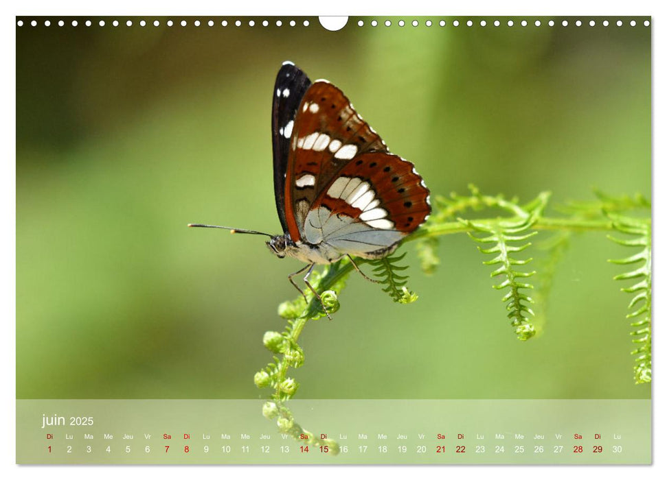 Oiseaux, Papillons et Libellules (CALVENDO Calendrier mensuel 2025)