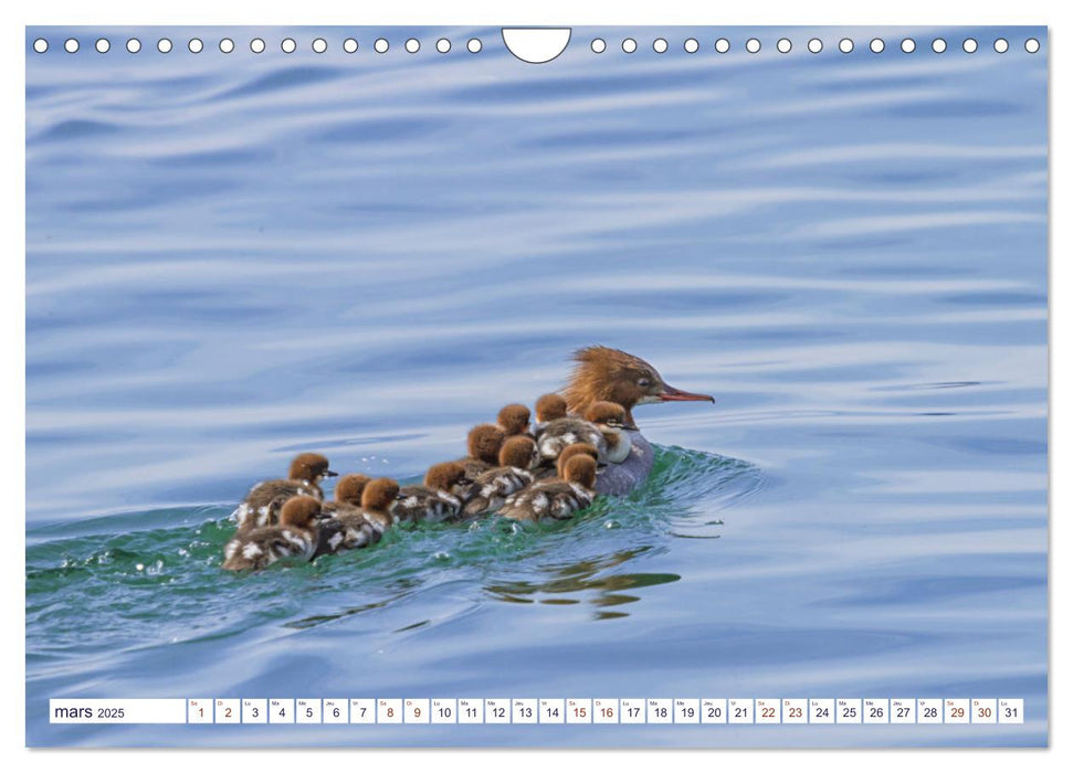 Oiseaux aquatiques en famille (CALVENDO Calendrier mensuel 2025)