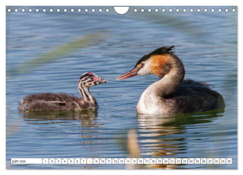 Oiseaux aquatiques en famille (CALVENDO Calendrier mensuel 2025)