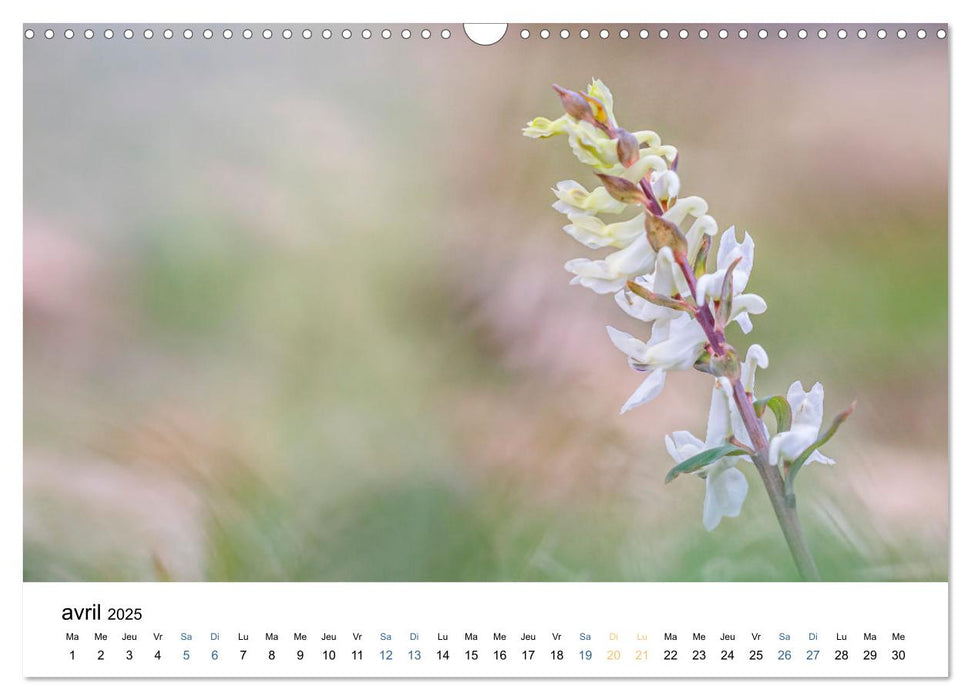 Fleurs poétiques (CALVENDO Calendrier mensuel 2025)