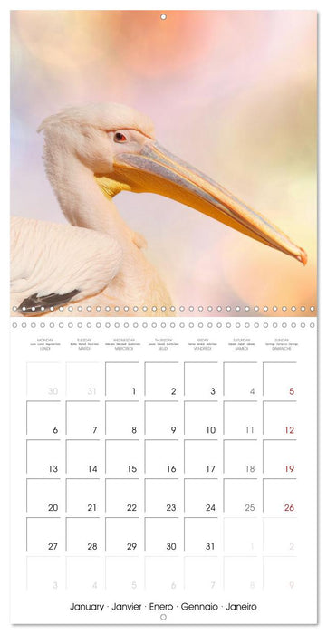 Wonderful Birds (CALVENDO Monthly Calendar 2025)