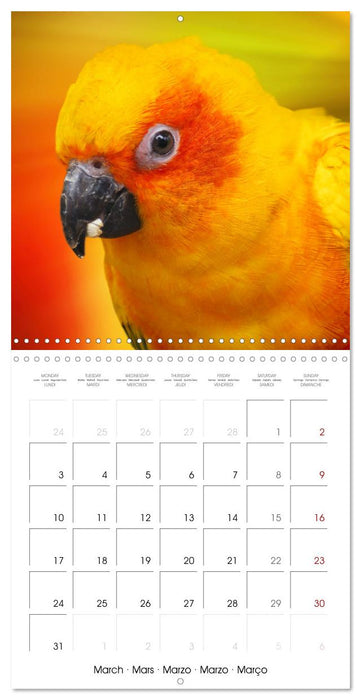 Wonderful Birds (CALVENDO Monthly Calendar 2025)