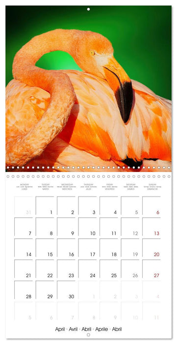 Wonderful Birds (CALVENDO Monthly Calendar 2025)