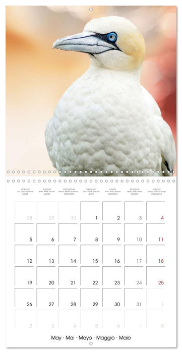 Wonderful Birds (CALVENDO Monthly Calendar 2025)