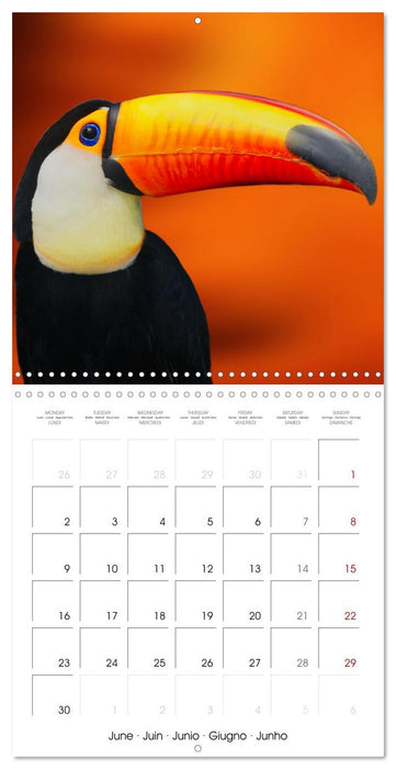 Wonderful Birds (CALVENDO Monthly Calendar 2025)