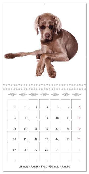 Cute Funny Dogs (CALVENDO Monthly Calendar 2025)