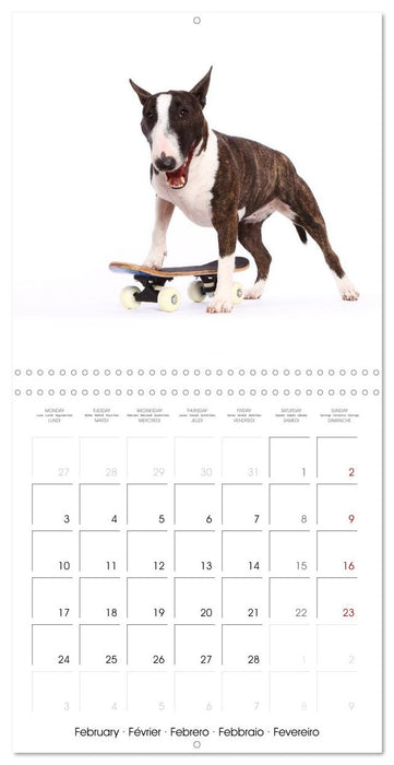 Cute Funny Dogs (CALVENDO Monthly Calendar 2025)