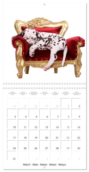 Cute Funny Dogs (CALVENDO Monthly Calendar 2025)