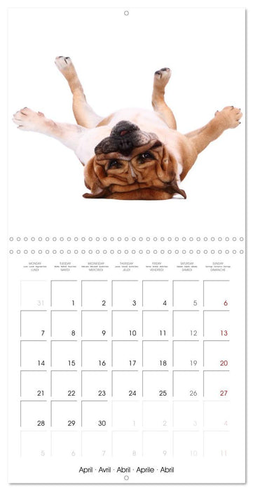 Cute Funny Dogs (CALVENDO Monthly Calendar 2025)