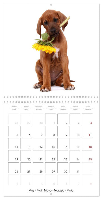 Cute Funny Dogs (CALVENDO Monthly Calendar 2025)