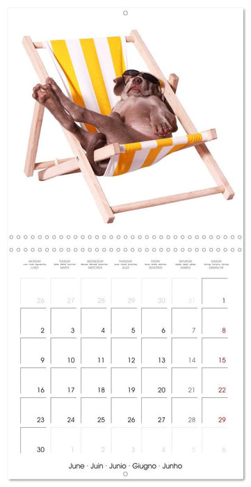 Cute Funny Dogs (CALVENDO Monthly Calendar 2025)