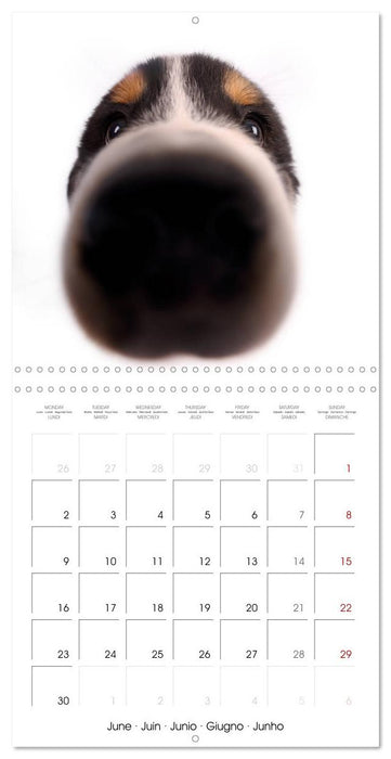 Fisheye Calendar (CALVENDO Monthly Calendar 2025)