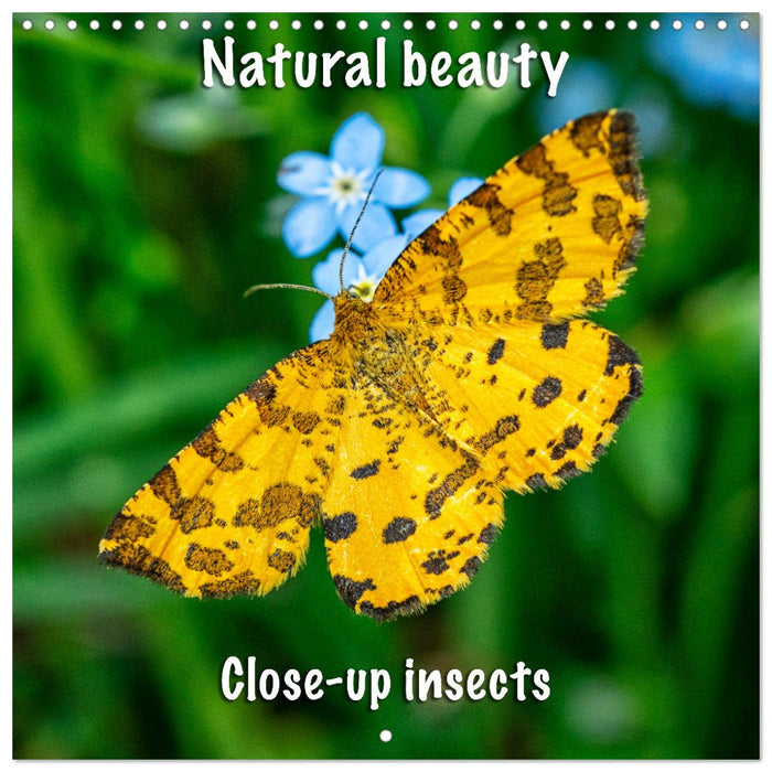 Natural beauty. Close-up insects (CALVENDO Monthly Calendar 2025)