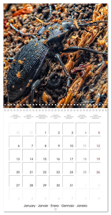 Natural beauty. Close-up insects (CALVENDO Monthly Calendar 2025)