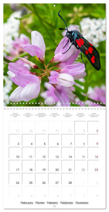 Natural beauty. Close-up insects (CALVENDO Monthly Calendar 2025)