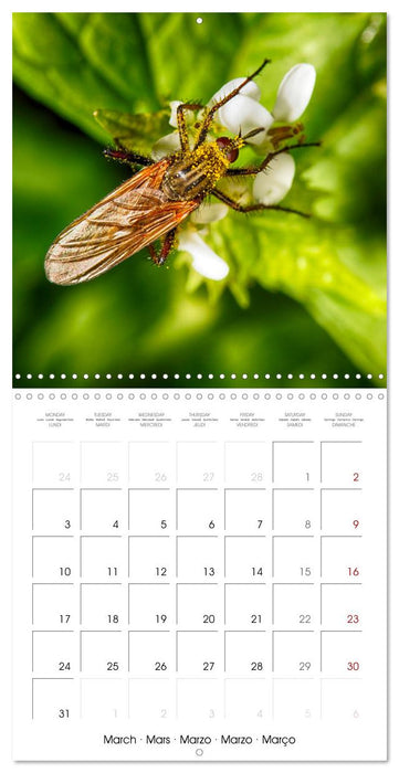 Natural beauty. Close-up insects (CALVENDO Monthly Calendar 2025)