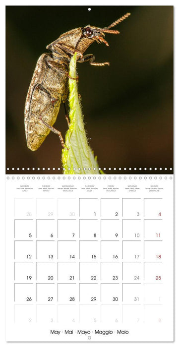 Natural beauty. Close-up insects (CALVENDO Monthly Calendar 2025)