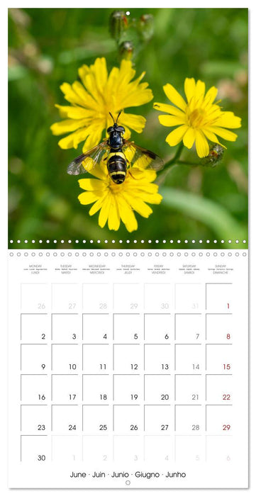 Natural beauty. Close-up insects (CALVENDO Monthly Calendar 2025)