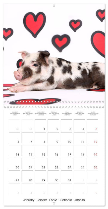 Sweet little piglets (CALVENDO Monthly Calendar 2025)