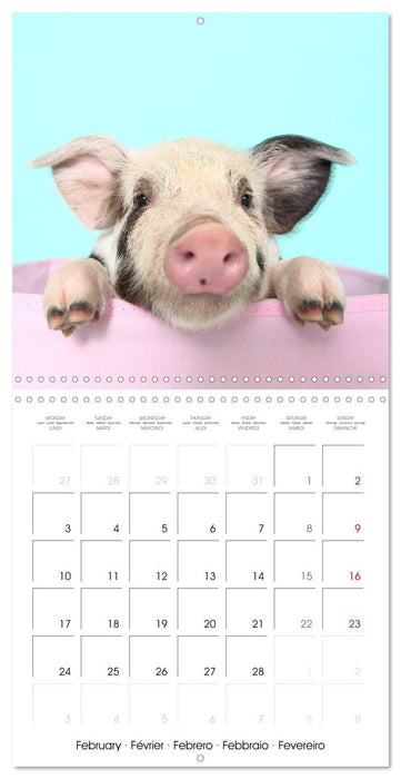 Sweet little piglets (CALVENDO Monthly Calendar 2025)