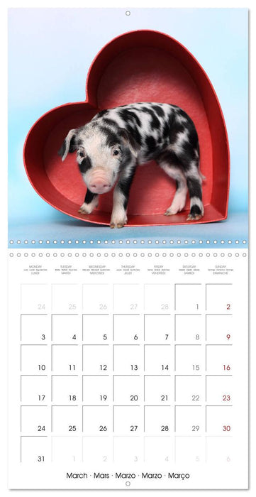 Sweet little piglets (CALVENDO Monthly Calendar 2025)