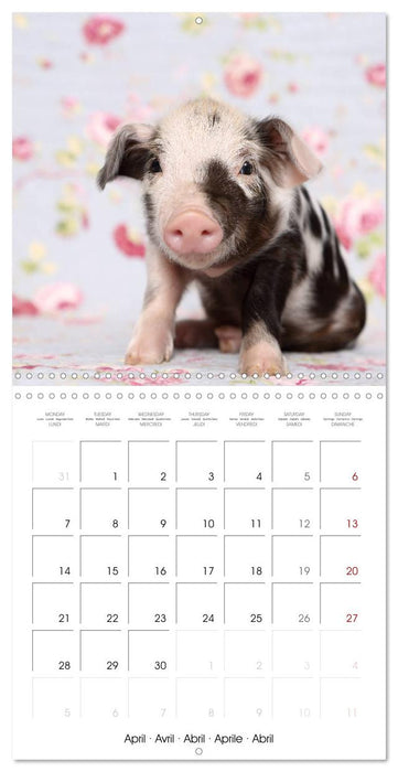 Sweet little piglets (CALVENDO Monthly Calendar 2025)