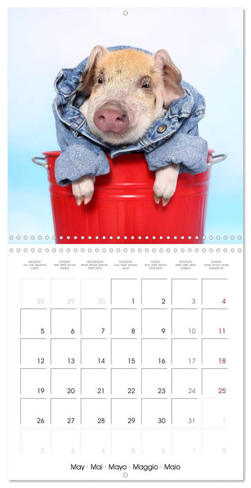 Sweet little piglets (CALVENDO Monthly Calendar 2025)