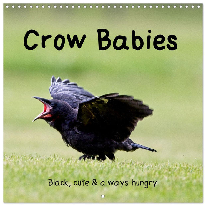 Crow Babies - Black, cute & always hungry (CALVENDO Monthly Calendar 2025)